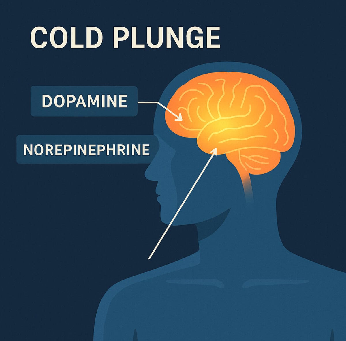 cold plunge effects on brain neurotransmitters with dopamine and norepinephrine highlighted